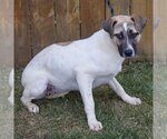 Small #1 Mutt