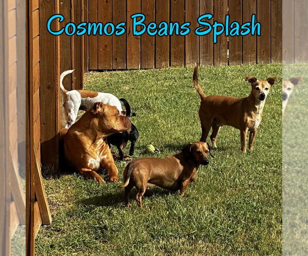 Medium Photo #5 Chiweenie Puppy For Sale in San Antonio, TX, USA