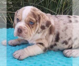 Beabull Puppy for sale in ARTHUR, IL, USA