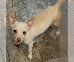 Chihuahua Puppy for sale in SUMTER, SC, USA