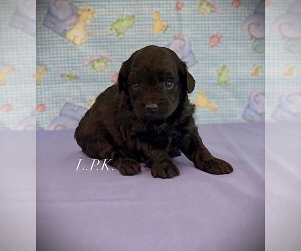 Medium Photo #1 YorkiePoo Puppy For Sale in WINNSBORO, LA, USA