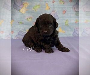 YorkiePoo Puppy for sale in WINNSBORO, LA, USA
