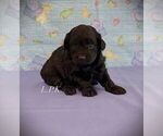 Image preview for Ad Listing. Nickname: Tiny Tom