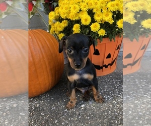 Miniature Pinscher Puppy for sale in BECKLEY, WV, USA