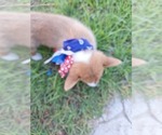 Small #31 Pembroke Welsh Corgi