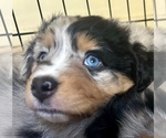 Puppy Kick Flip Australian Shepherd