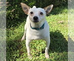 Small #1 Chihuahua Mix