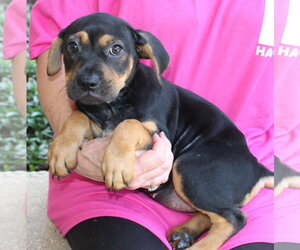 Labrador Retriever-Unknown Mix Dogs for adoption in Prattville, AL, USA