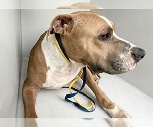 Mutt Dogs for adoption in Houston, TX, USA