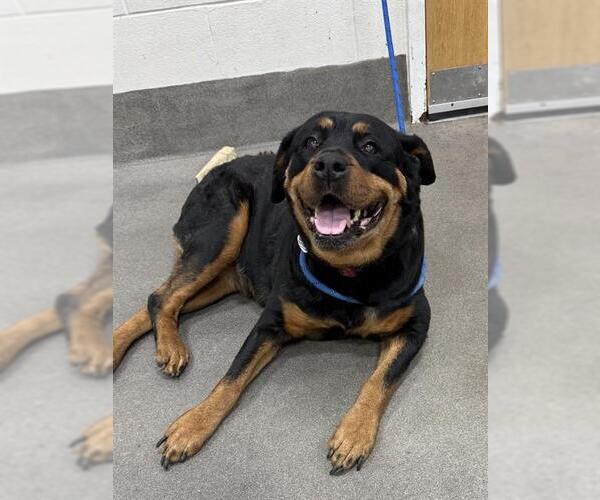 Medium Photo #1 Rottweiler Puppy For Sale in Forestville, MD, USA