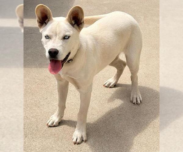 Medium Photo #1 Siberian Husky Puppy For Sale in Camarillo, CA, USA