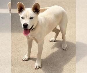 Siberian Husky Dogs for adoption in Camarillo, CA, USA