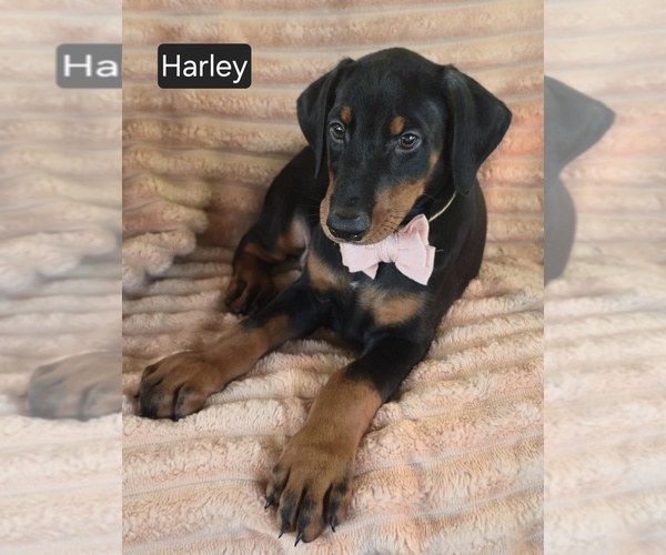 Medium Photo #1 Doberman Pinscher Puppy For Sale in ALBANY, OH, USA