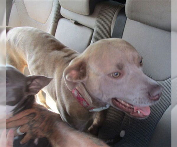 Medium Photo #1 American Pit Bull Terrier Puppy For Sale in Ocala, FL, USA