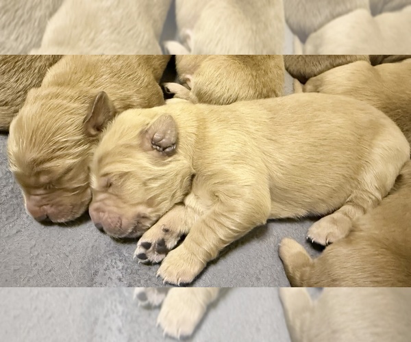 Medium Photo #3 English Cream Golden Retriever Puppy For Sale in PORTALES, NM, USA