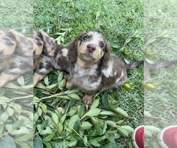 Medium Photo #8 Dachshund Puppy For Sale in KILN, MS, USA