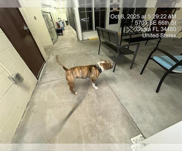 Medium Photo #1 American Pit Bull Terrier Puppy For Sale in Ocala, FL, USA