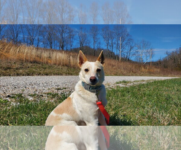 Medium Photo #4 Mutt Puppy For Sale in Woodsfield, OH, USA