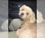 Small #2 Shih Tzu Mix