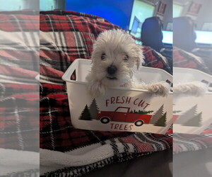 Schnauzer (Miniature) Puppy for sale in PARSONS, TN, USA
