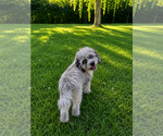 Small #13 Cavapoo (Miniature)