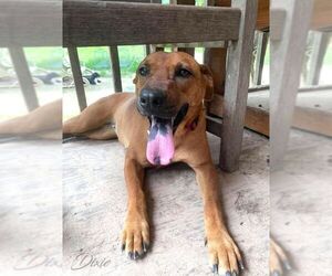 Dixie (Trinity) - Female Labrachow Dog for Adoption - Photo #3