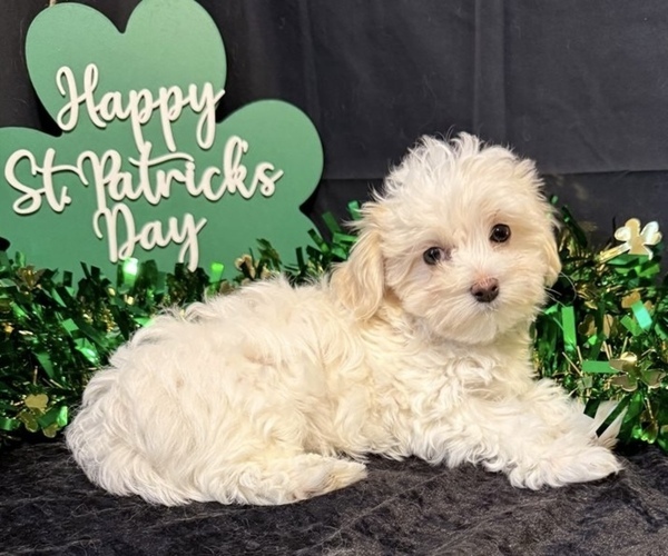 Medium Photo #1 Maltipoo (Miniature) Puppy For Sale in ORLANDO, FL, USA