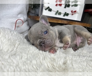 French Bulldog Puppy for sale in CAPE CORAL, FL, USA