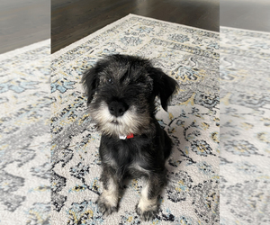 Schnauzer (Standard) Puppy for sale in ROSWELL, GA, USA