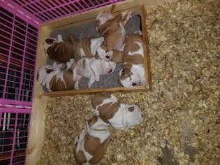 Bulldog Puppy for sale in MULBERRY, KS, USA