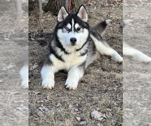 Father of the Siberian Husky puppies born on 04/17/2025