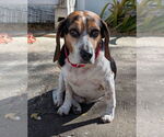 Small #5 Beagle
