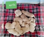 Small Photo #5 Golden Retriever Puppy For Sale in NASHVILLE, NC, USA