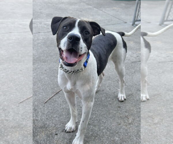 Medium Photo #7 Lab-Pointer Puppy For Sale in Rockaway, NJ, USA