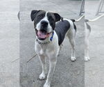 Small #6 Lab-Pointer