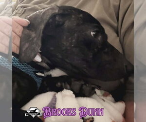 Brooks Dunn - Male Dachshund Dog for Adoption - Photo #8