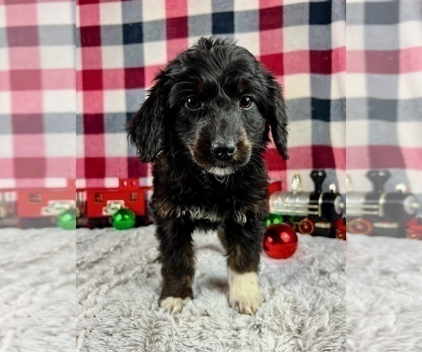 Medium Photo #1 Aussiedoodle Miniature  Puppy For Sale in GREENWOOD, IN, USA