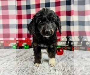 Aussiedoodle Miniature  Puppy for sale in GREENWOOD, IN, USA