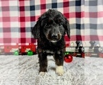 Small Photo #1 Aussiedoodle Miniature  Puppy For Sale in GREENWOOD, IN, USA