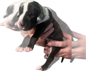 Medium Great Dane