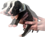 Puppy Kimber Great Dane