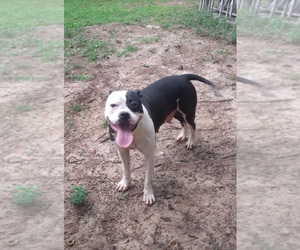 Mother of the American Bulldog puppies born on 03/05/2025