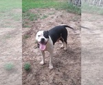 Small Photo #1 American Bulldog Puppy For Sale in ALBANY, GA, USA