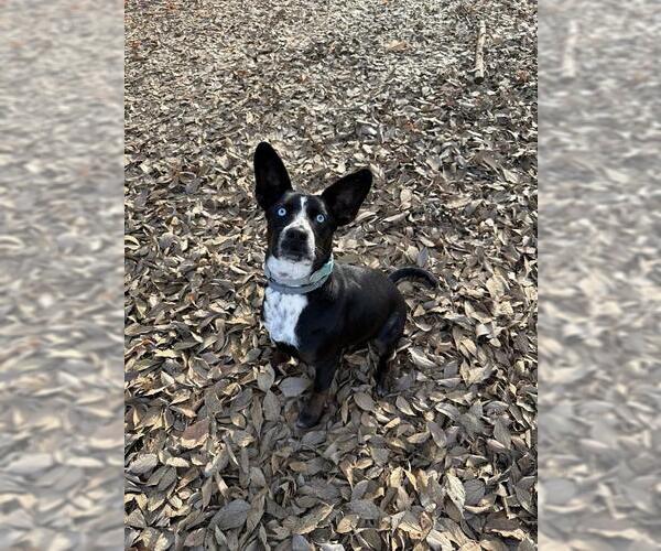 Medium Photo #4 Border Collie-Unknown Mix Puppy For Sale in Parlier, CA, USA
