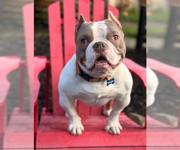Medium Photo #2 American Staffordshire Terrier-Bulldog Mix Puppy For Sale in Berkeley, CA, USA