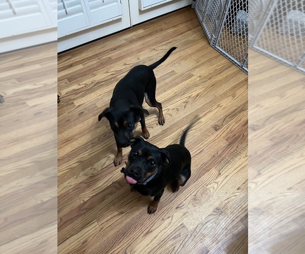 Medium Photo #1 Miniature Pinscher-Rottweiler Mix Puppy For Sale in DAWSONVILLE, GA, USA