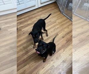 Miniature Pinscher-Rottweiler Mix Dog for Adoption in DAWSONVILLE, Georgia USA