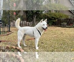 Small Photo #5 Jindo Dog Puppy For Sale in WAVERLY, AL, USA