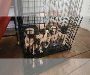 Pug Puppy for sale in PHOENIX, AZ, USA