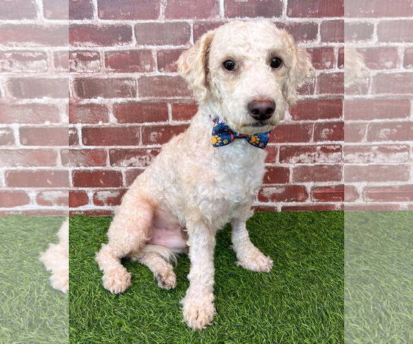 Medium Photo #2 Poodle (Miniature)-Unknown Mix Puppy For Sale in Corona, CA, USA